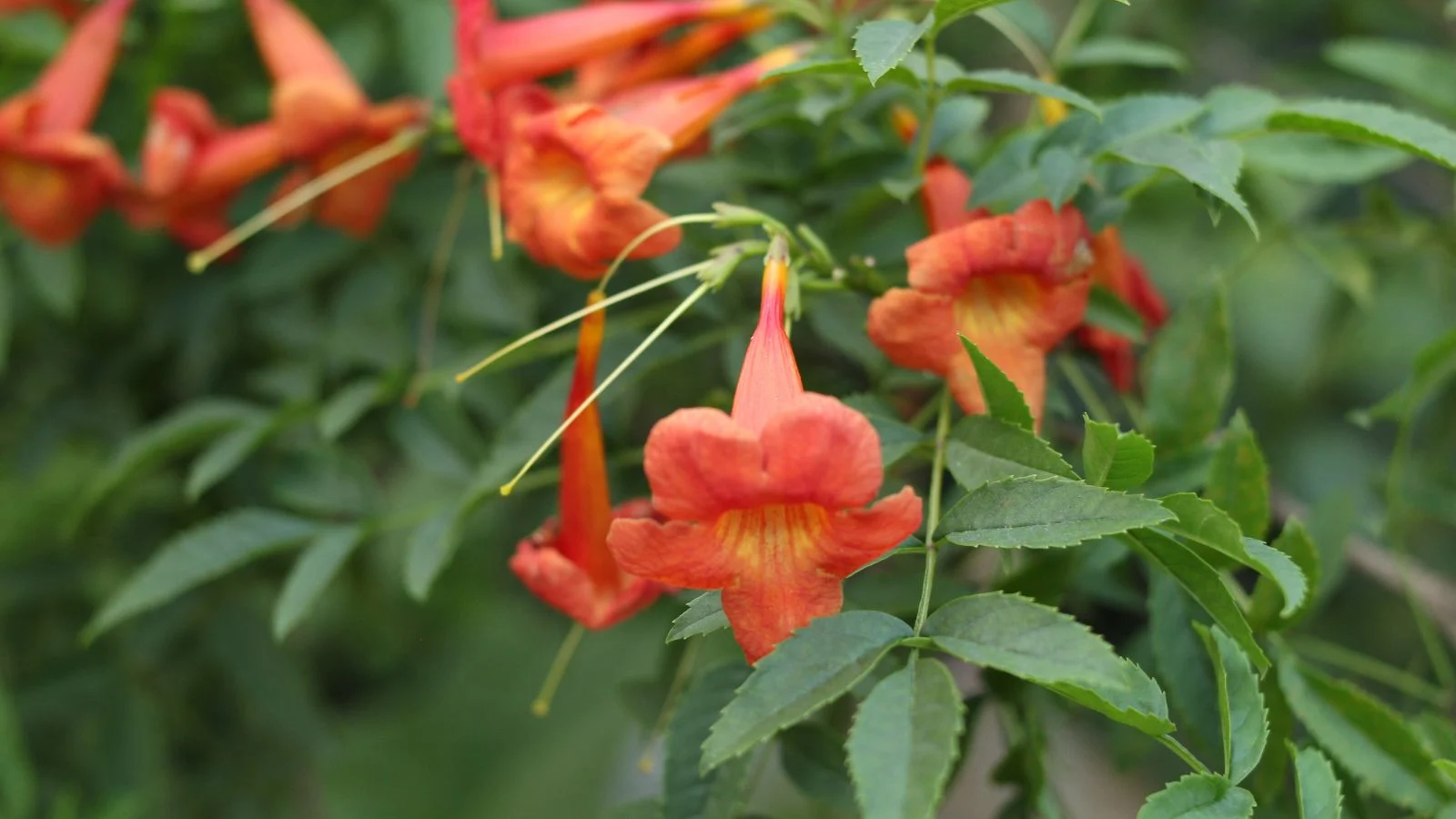 a close-up shot of a small group of bell-shaped, red-orange colored flowers of the tangerine beauty crossvine, all growing alongside its green leaves outdoors