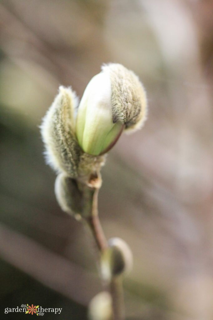magnolia bud