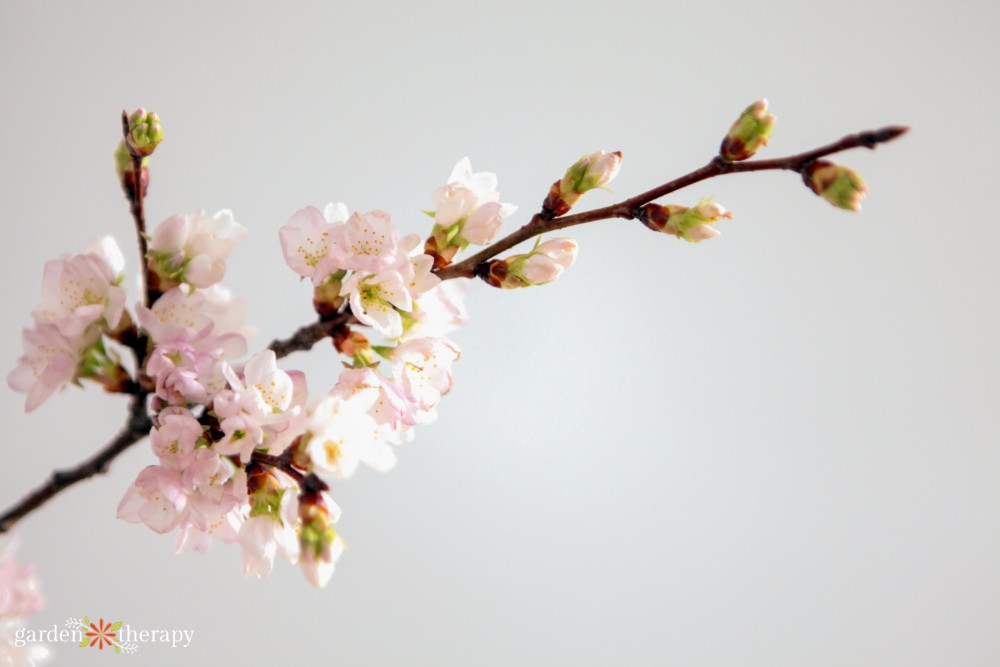 flowering cherry blossom branch