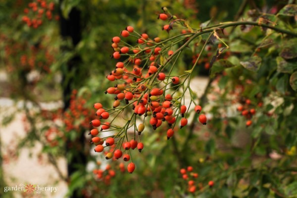 a branch heavy with bright orange rose hips