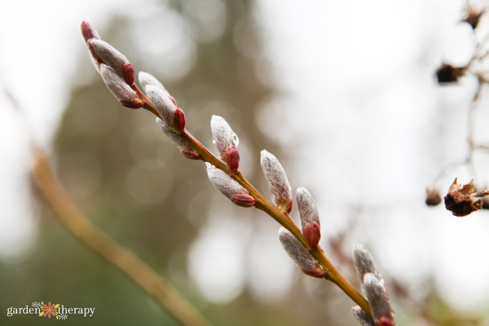 pussy willow buds