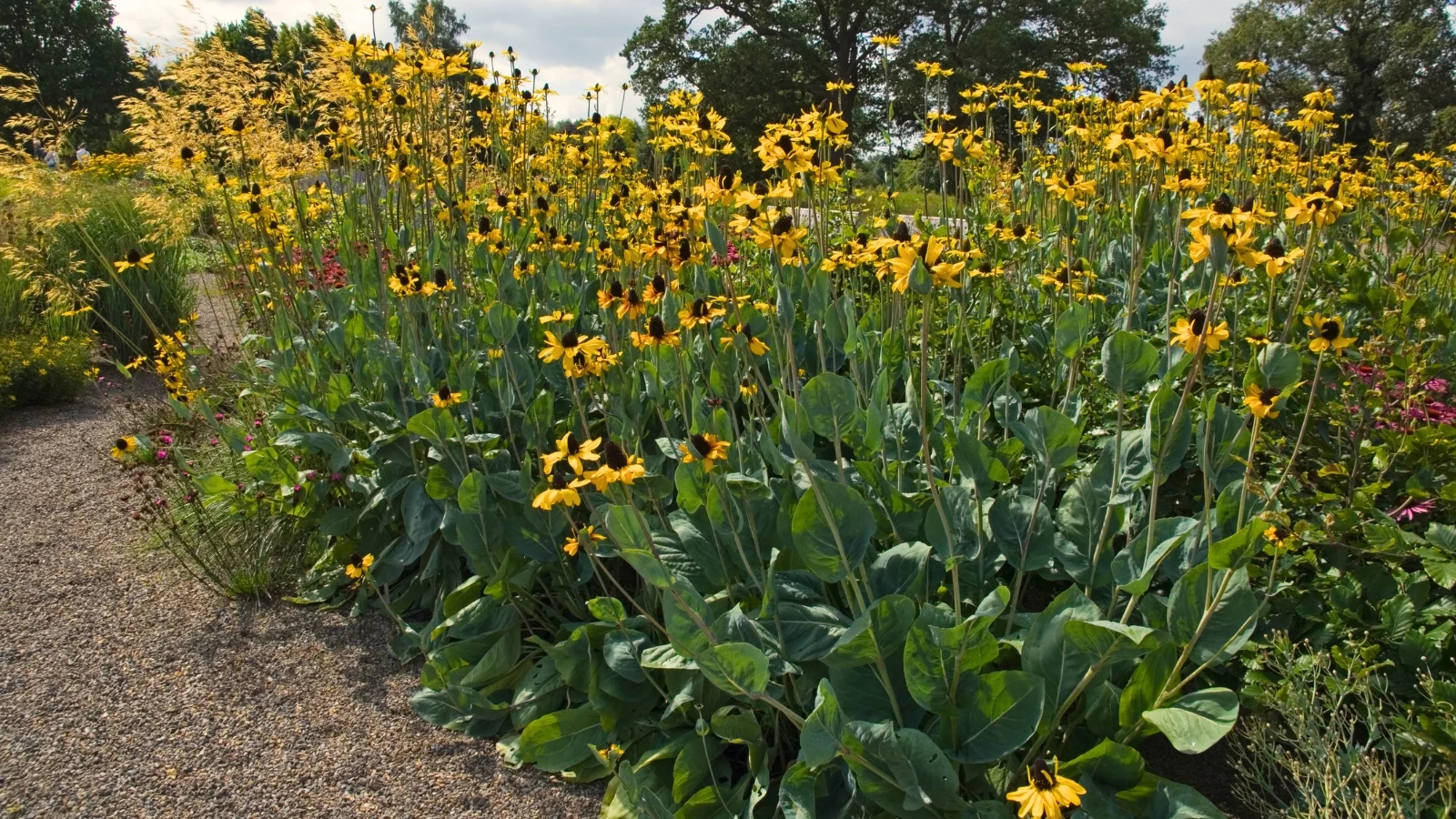 a shot of tall, sturdy stems with large, bright yellow daisy-like flowers and a dark brown central cone, complemented by broad, dark green leaves.