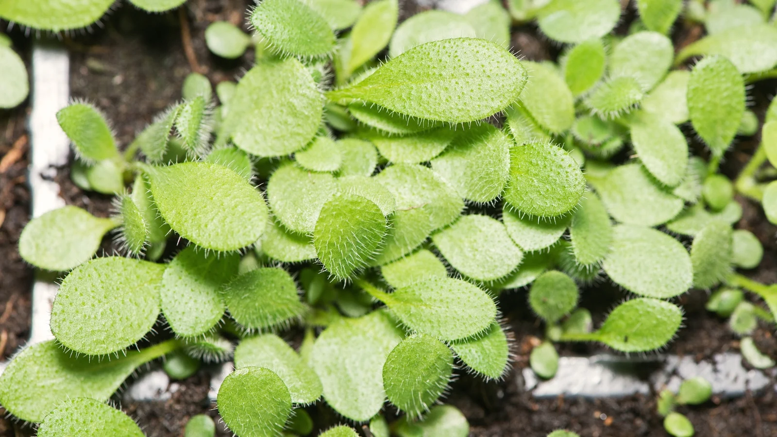 small young rudbeckia seedlings with bright green leaves sprout evenly in a black modular tray filled with dark soil.