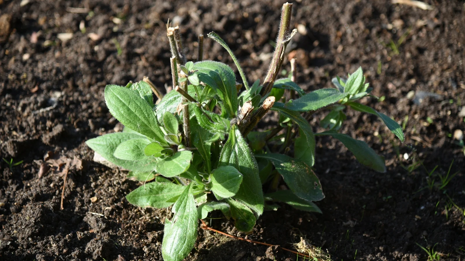 close-up of a young plant with oval green leaves and clipped stems growing in loose black soil in a garden.