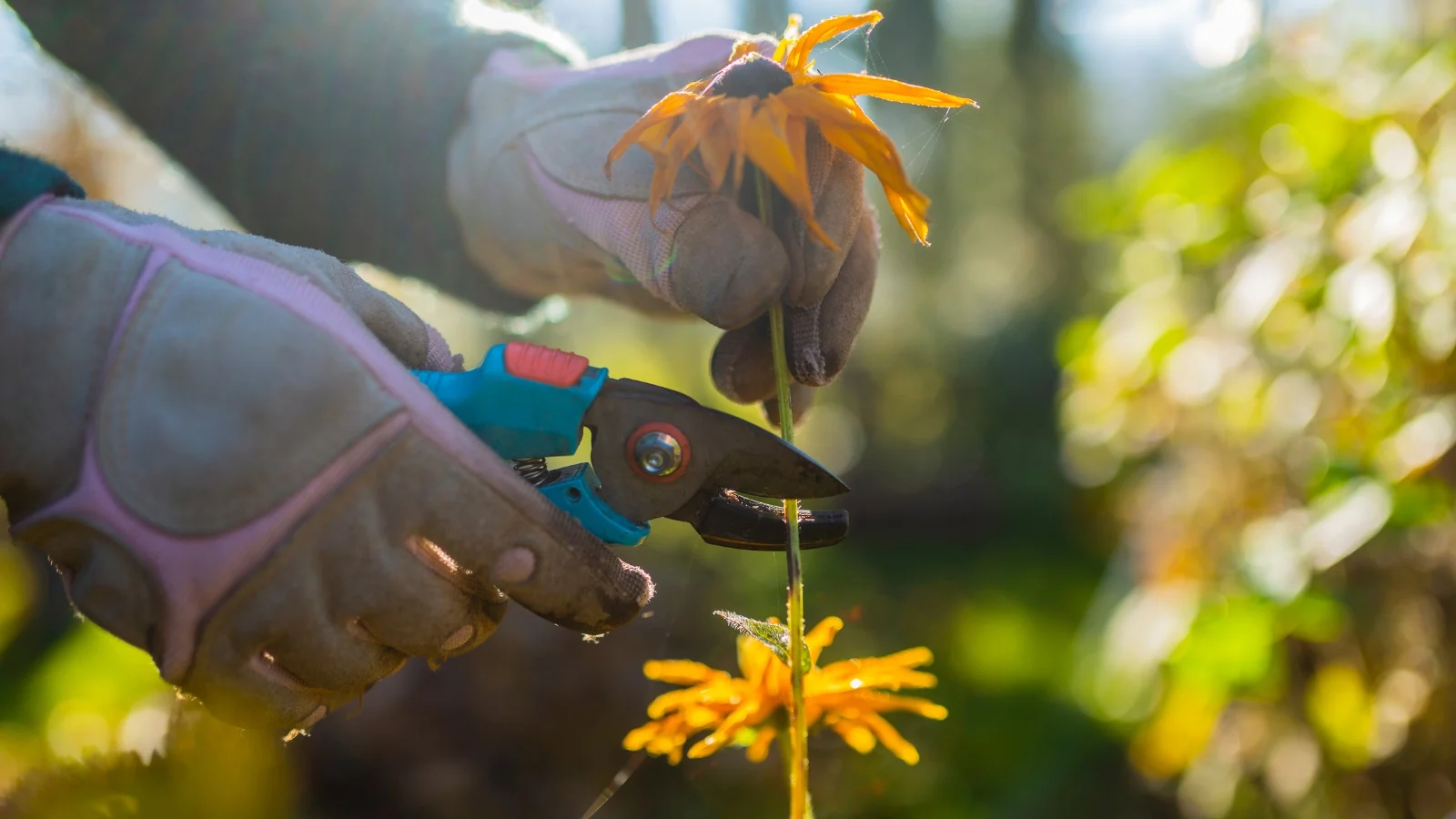 woman’s gloved hands cutting faded rudbeckia flowers with blue pruning shears above green leafy stems.