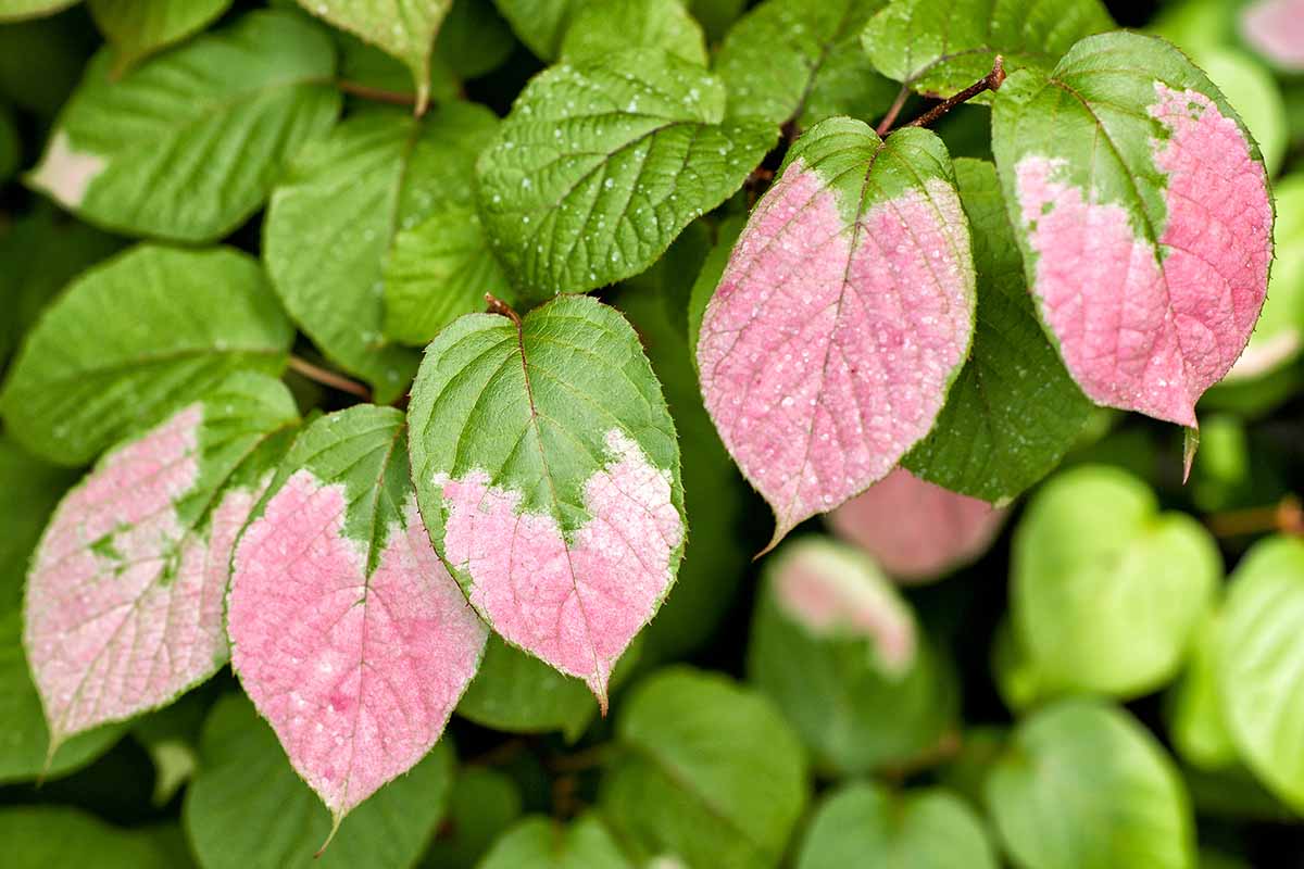 how to grow and care for hardy kiwifruit vines 2 a close up horizontal image of pink and green variegated leaves of a hardy kiwi vine.