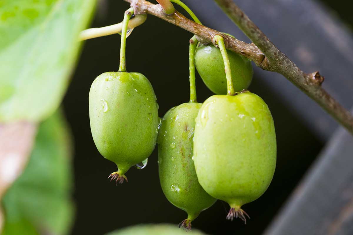how to grow and care for hardy kiwifruit vines 3 a close up horizontal image of the fruit of 'issai' growing on the vine, pictured on a soft focus background.