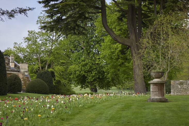 duchess beaufort tulips
