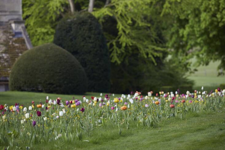 duchess beaufort tulips