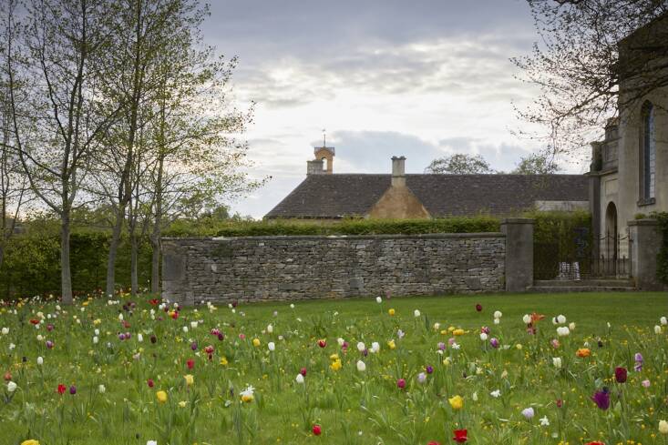 duchess beaufort tulips