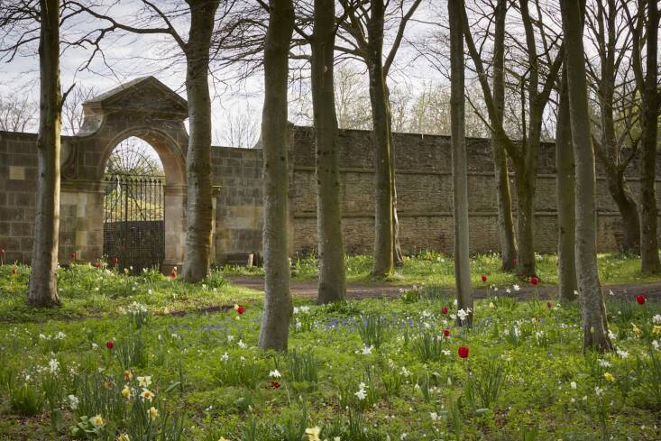 duchess beaufort tulips