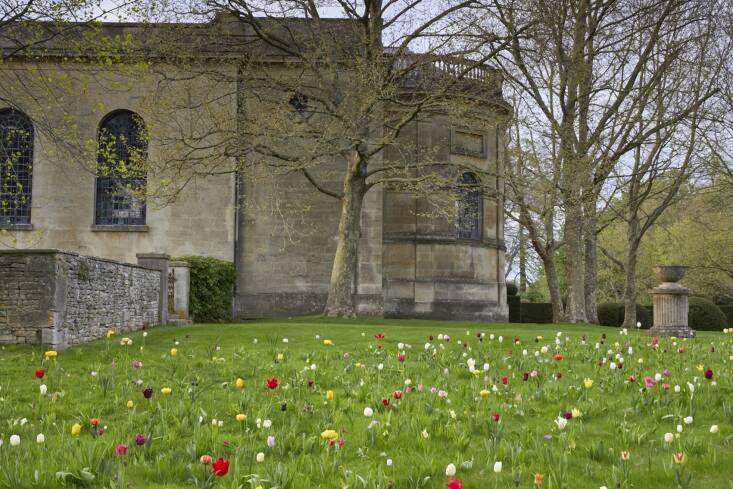 duchess beaufort tulips