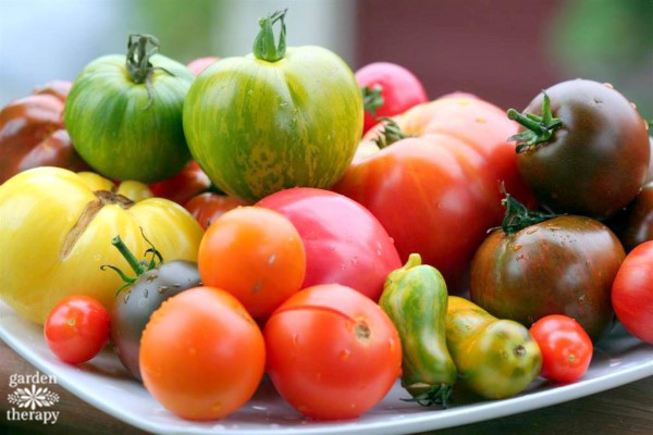 heirloom tomatoes in different colors and sizes