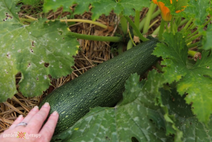 huge garden zucchini