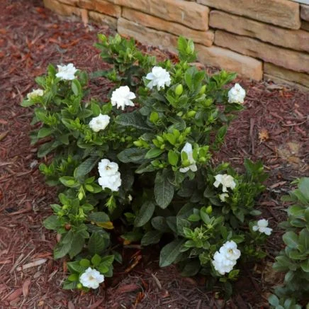 radicans gardenia