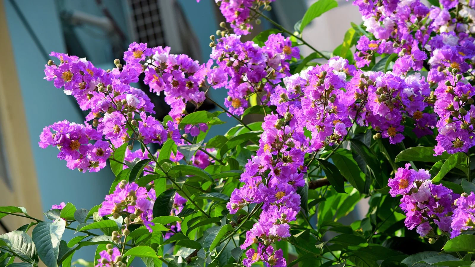 a lovely bellini® grape crape myrtle bush with healthy and lush purple blooms surrounded by bright green foliage