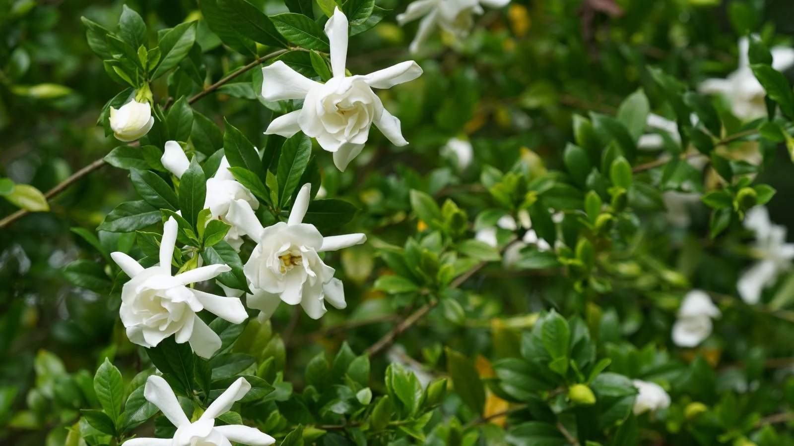 a healthy and sturdy radicans gardenia shrub with vivid green leaves growing countless white blooms somewhere sunny