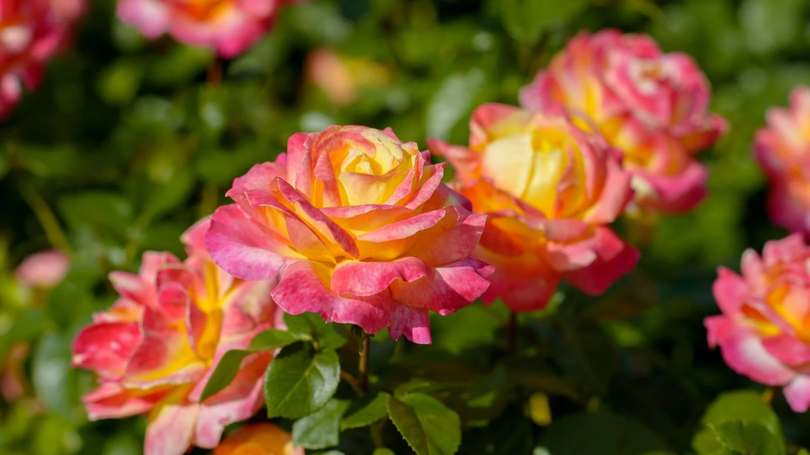 a closeup on gumball goody™ rose blooms appearing to have ruffled petals in various colors of pink, red and yellow under warm sunlight