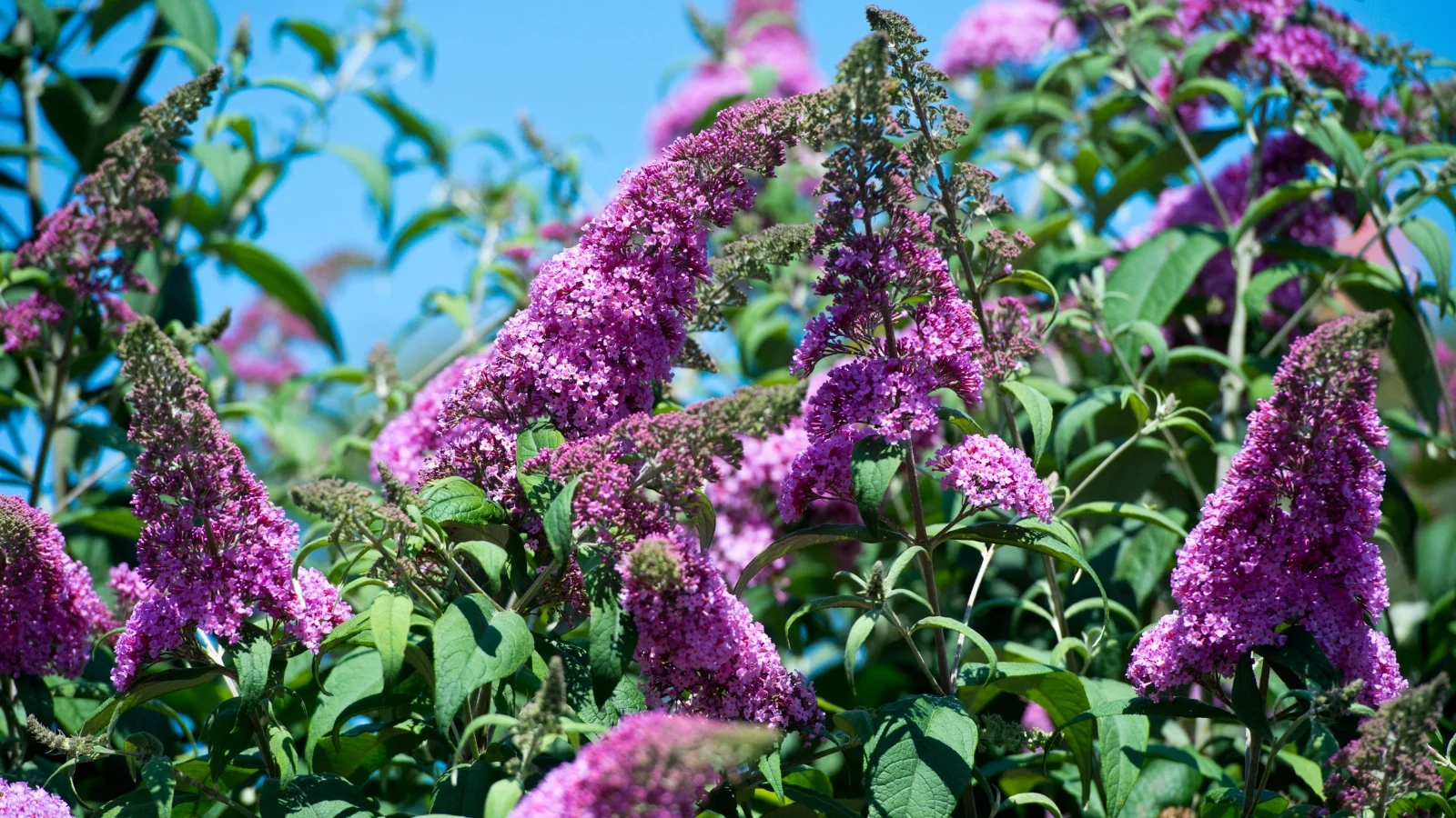a close-up reveals butterfly bush flowers, flaunting delicate petals in hues of purple and white, while lush branches adorned with green leaves sprawl gracefully, against a serene backdrop of clear blue sky.