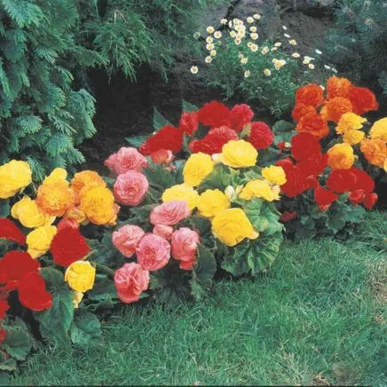 non-stop begonia bulbs mix