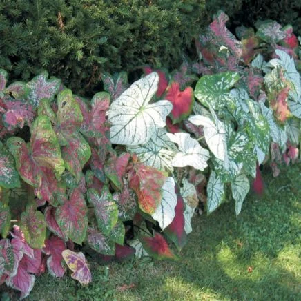 caladium bulbs mix