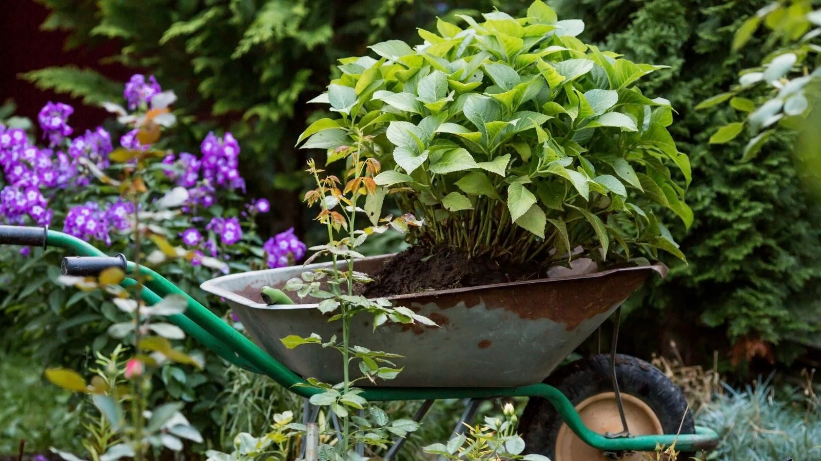 a close-up shot of a wheelbarrow with several sprouted plants to be transplanted in a large yard area outdoors