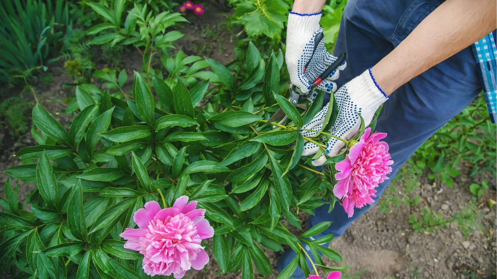 a close-up and overhead shot of a person's hand in the process of pruning a flowering shrub, all situated in a yard area outdoors