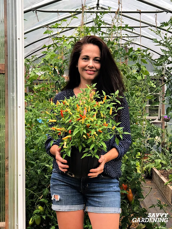 what to do about pepper plants not prdoucing