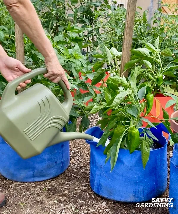 watering container peppers