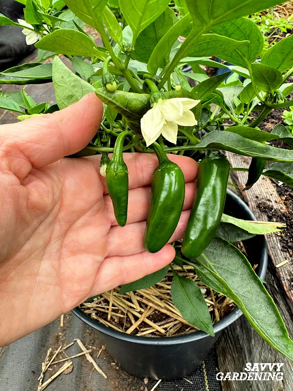 pepper flowers and fruits