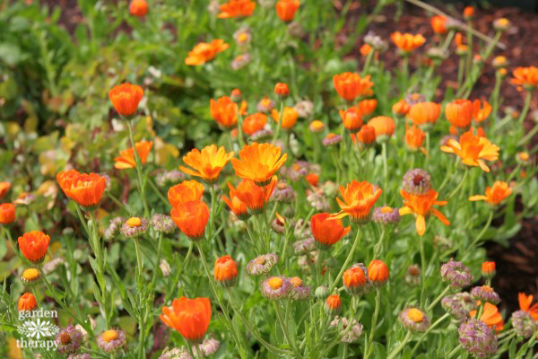how to grow and use calendula