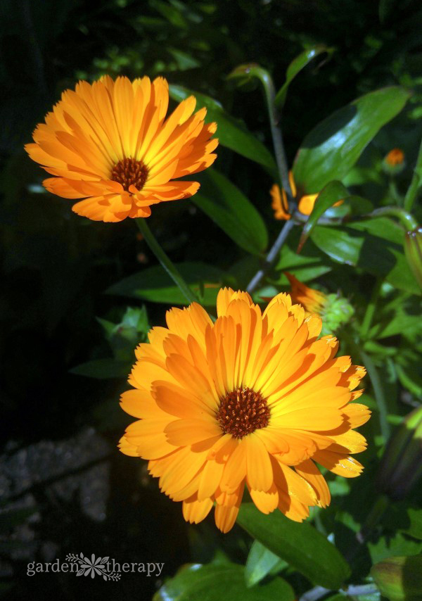 how to grow and use calendula