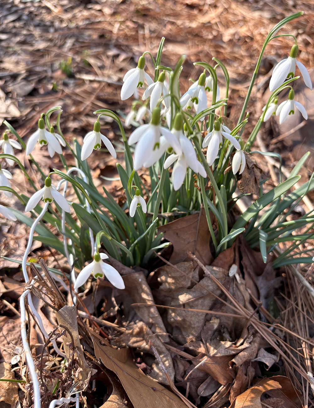 clump of snowdrops