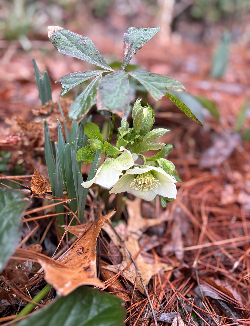 white hellebore