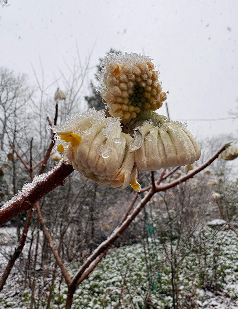 edgeworthia buds covered in ice