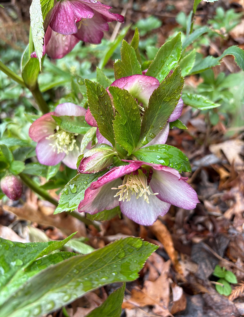 white and rose-colored hellebore