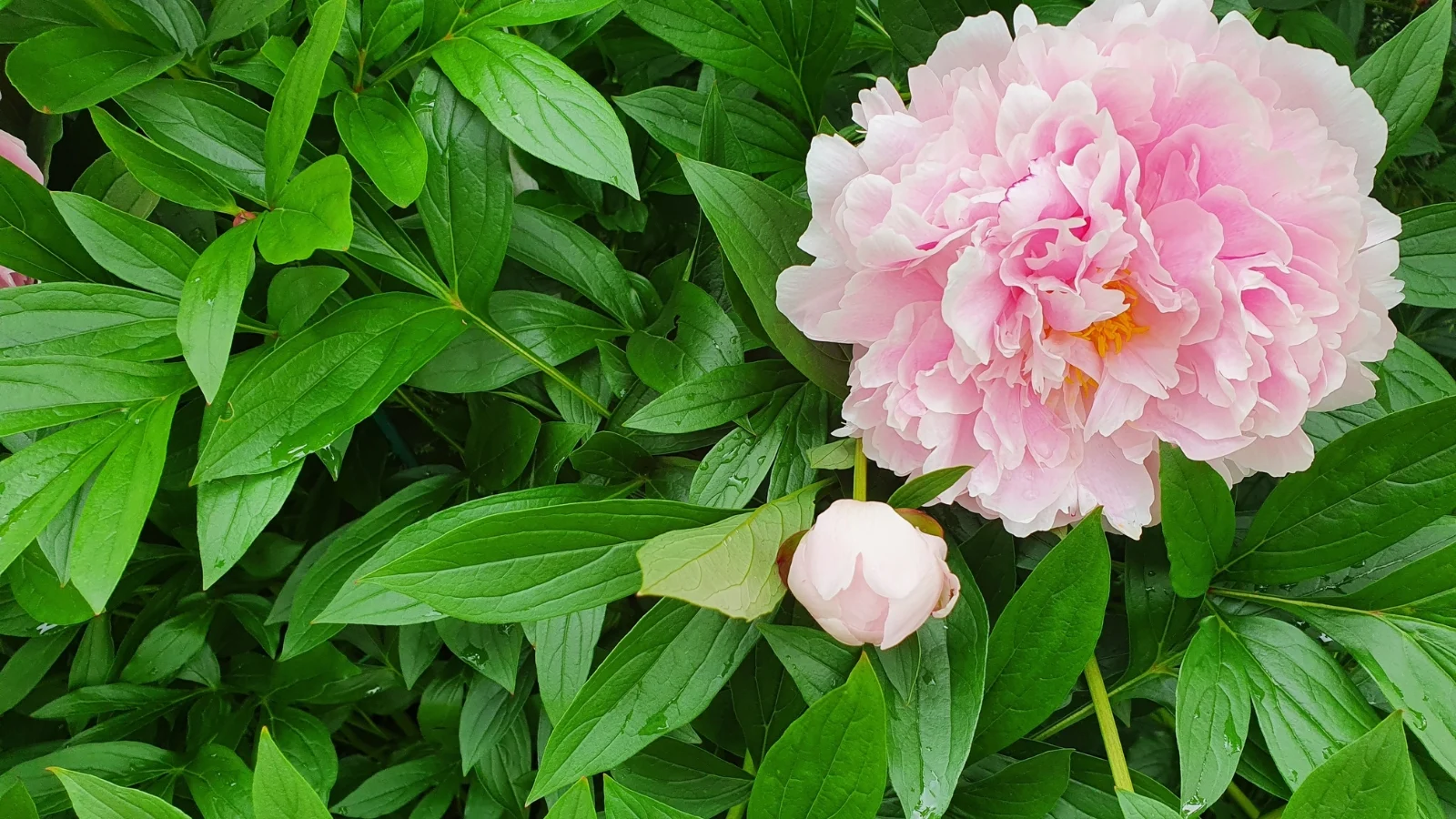 full, rounded blooms with layers of soft pink petals create a lush appearance, surrounded by deep green, deeply lobed leaves that frame the flowers beautifully.