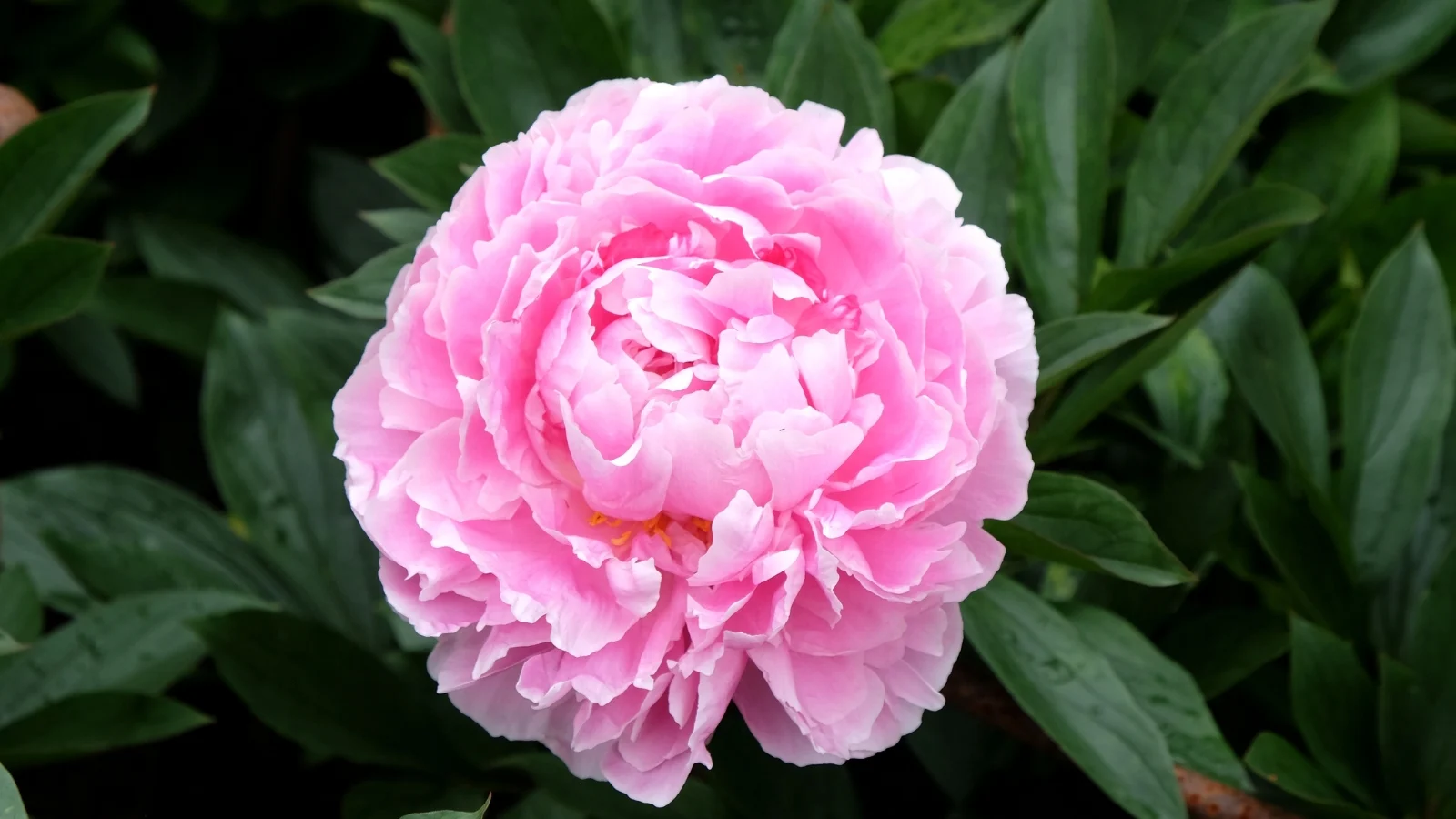 fully bloomed paeonia lactiflora 'sarah bernhardt' with layered pink petals and deep green leaves.