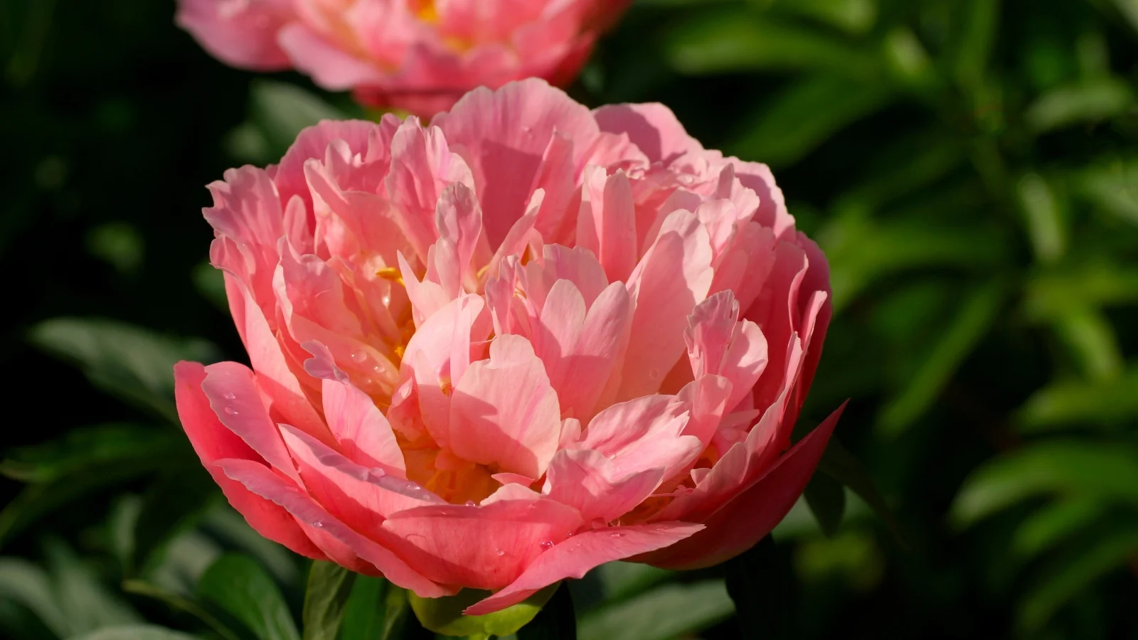 a lush pink paeonia lactiflorabloom with tightly packed, soft petals opens up against a backdrop of dark green foliage.