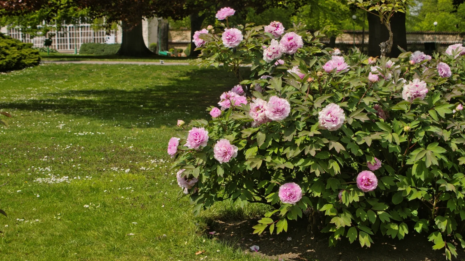large bush of paeonia lactiflora covered in round pink blossoms, with lush dark green leaves at the base.