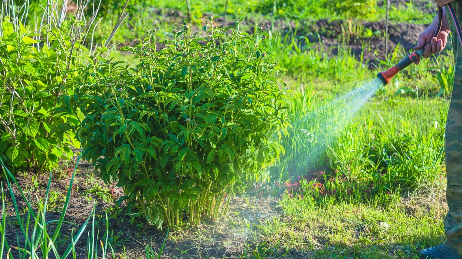 close-up of a gardener watering a young paeonia lactiflora bush with lush green foliage and small, rounded buds with a pinkish tint using a hose.