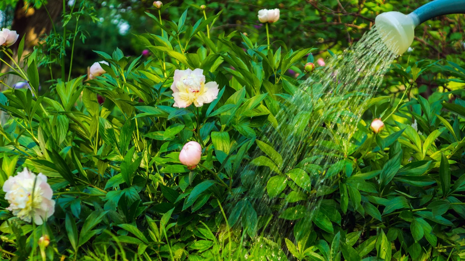 watering from a blue watering can a flowering paeonia lactiflora bush with strong stems, glossy dark green leaves, and large flowers with layered petals in shades of pink and white.