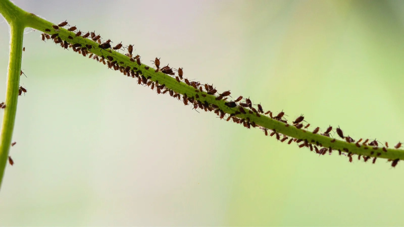 close-up of a thin stem infested with tiny, black, oval aphid pests appearing to crawl on the bright green stem