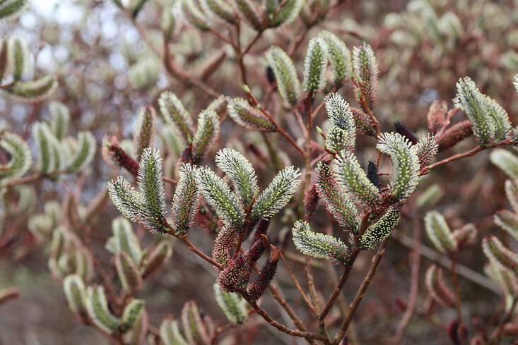 catkins and cones