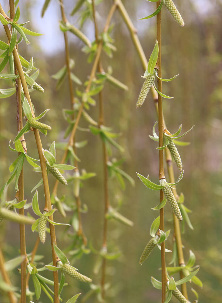 catkins and cones