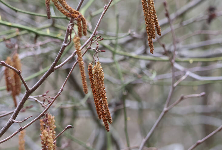 catkins and cones