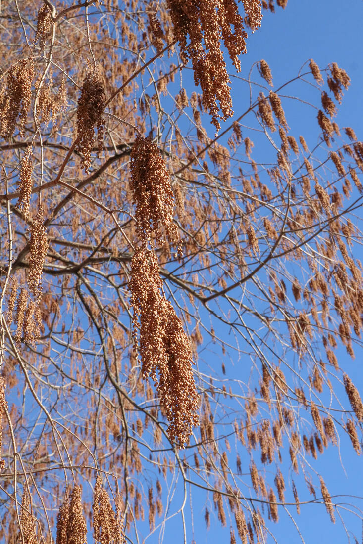 catkins and cones