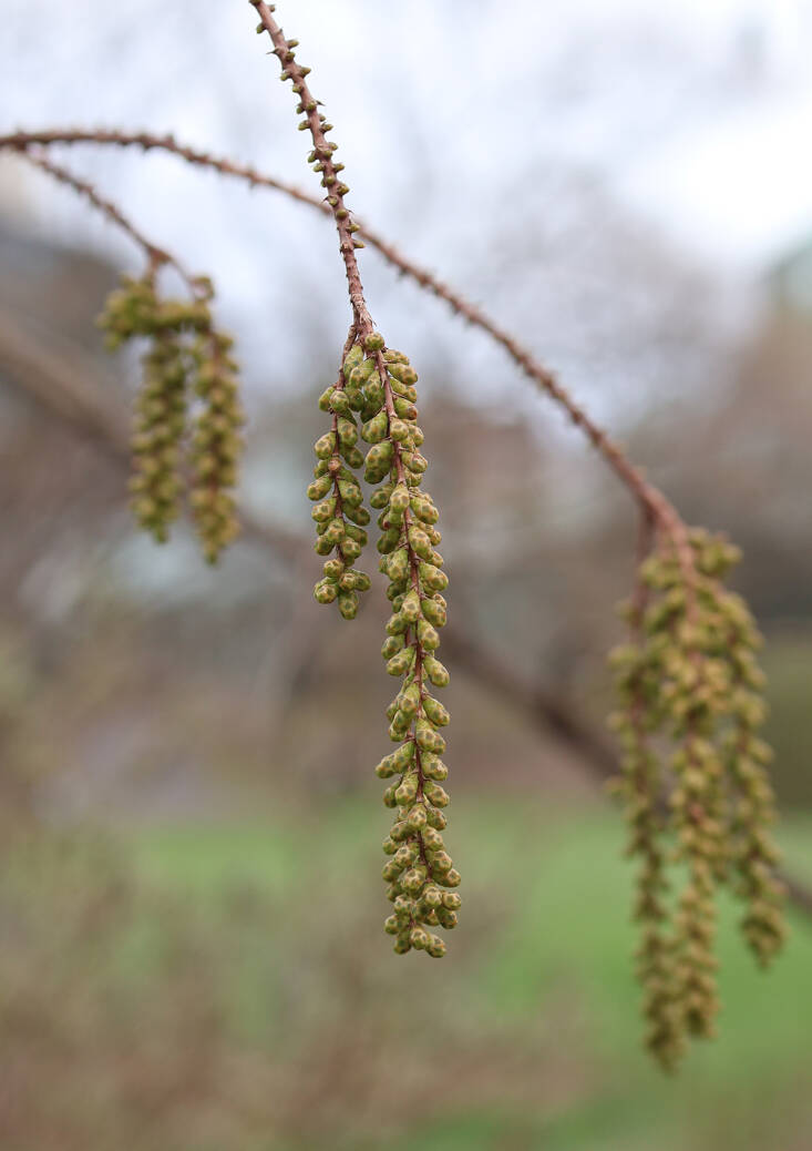 catkins and cones