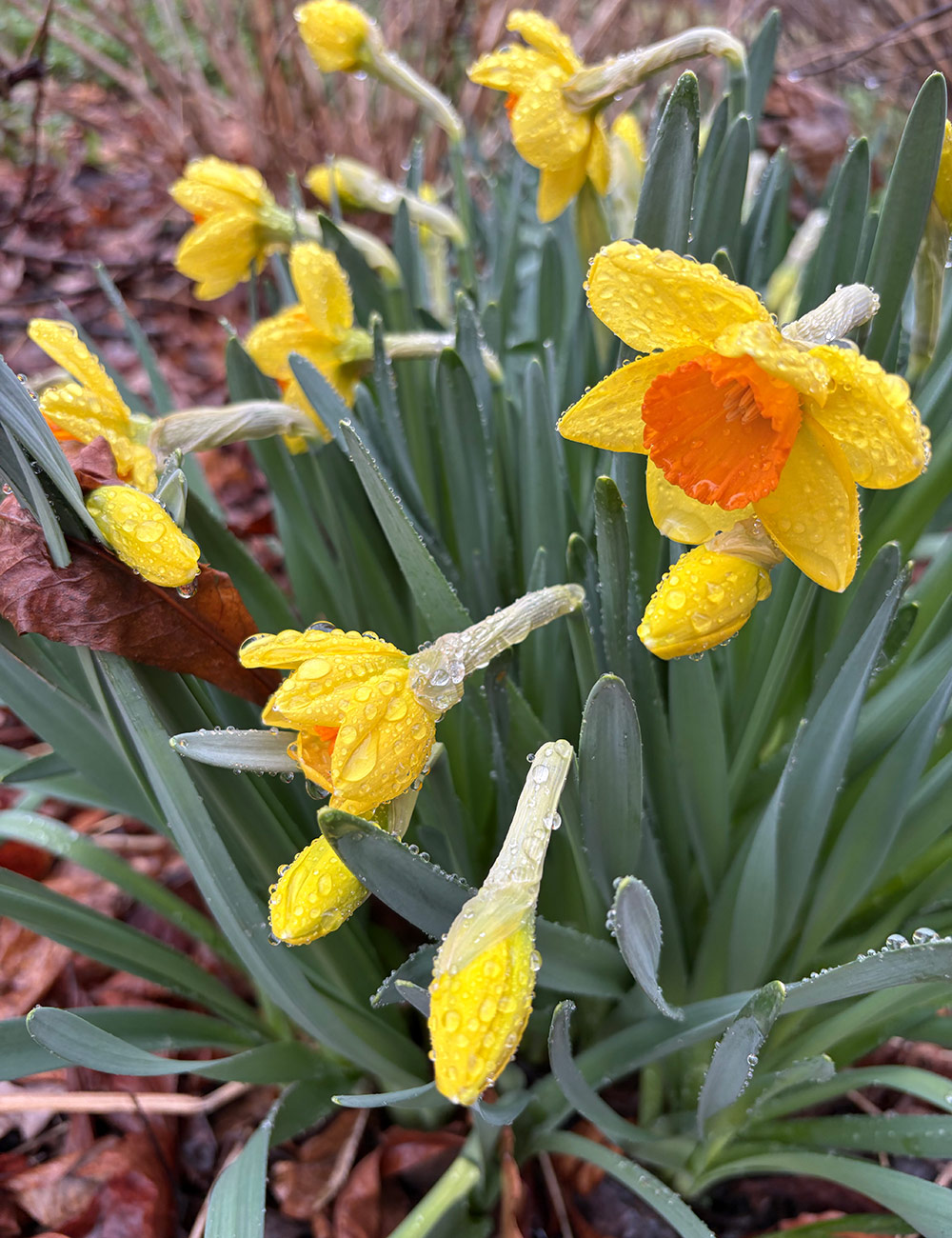 yellow daffodil with orange corona