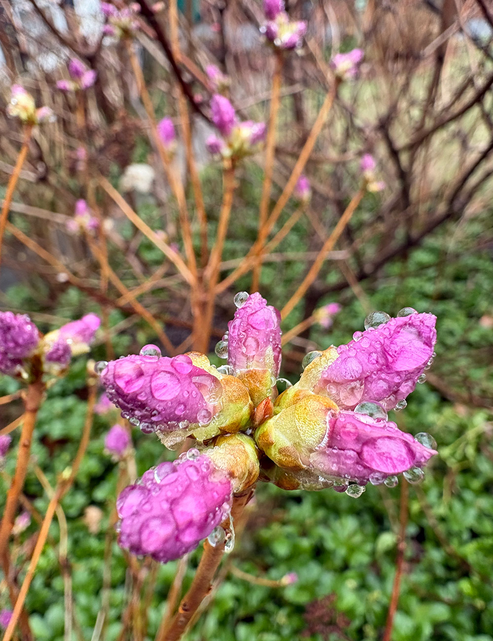 pink azalea buds